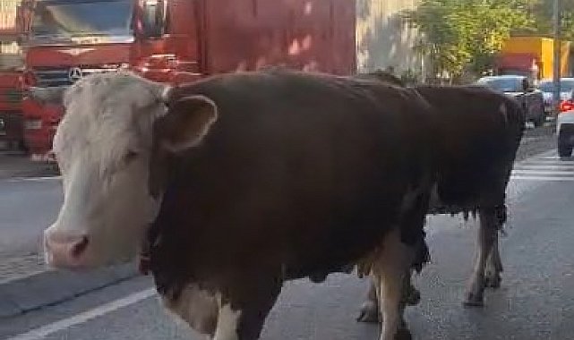 Ataşehir'de caddede başıboş gezen inekler kamerada