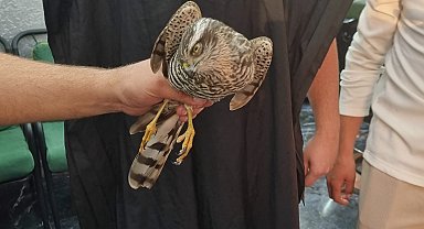 Atmaca, kuşu avlamak için berber dükkanına girdi