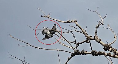 Ayağına ip dolanıp ağaçta asılı kalan güvercini itfaiye kurtardı