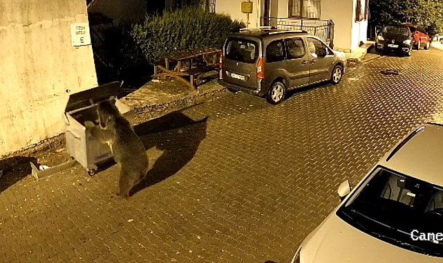 bbbbbbaaaalAyının çöp konteyneri ile oyunu kamerad