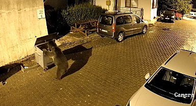 bbbbbbaaaalAyının çöp konteyneri ile oyunu kamerad