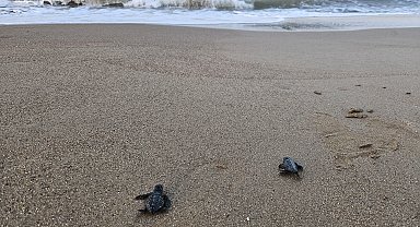 Belek'te 100 bin caretta yavrusu denize ulaştı
