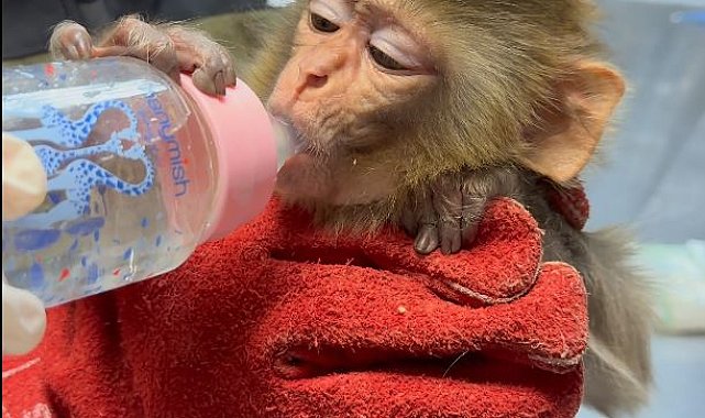 Belgesi bulunmayan makak maymunu koruma altına alındı