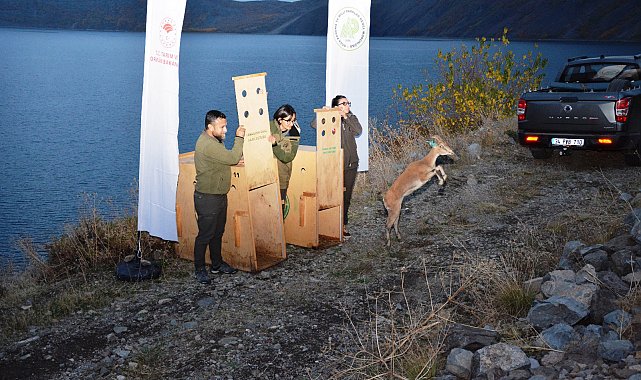 Bitlis Nemrut Kalderası milli parkında 2 yaban keçisi doğaya salındı