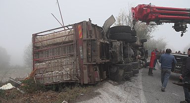 Canlı tavuk yüklü kamyon devrildi: 4 yaralı