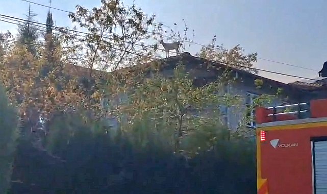 Çatıya çıkan keçiyi itfaiye kurtardı