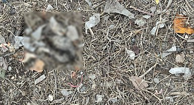 Çöp konteynerinin yanında vücutlarında kesikler olan 2 yavru kedi ölü bulundu