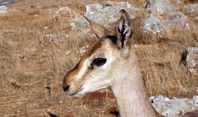 Dağ ceylanlarının yaşam merkezinde izinsiz toprağı süren kişiye para cezası