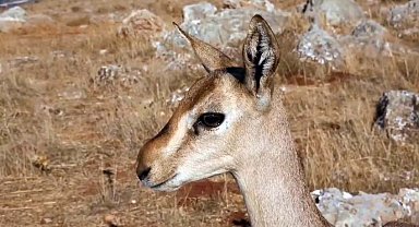 Dağ ceylanlarının yaşam merkezinde izinsiz toprağı süren kişiye para cezası