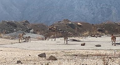 Dağ keçileri yol kenarında görüntülendi