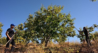 Demirci kestanesinde hasat başladı