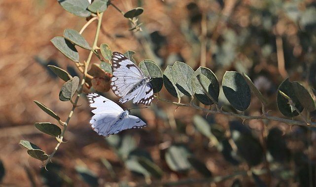 Dicle Vadisi'nde beyaz öncü kelebeklerin 'yumurta' telaşı