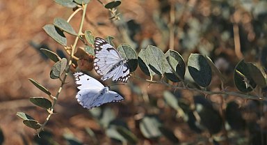 Dicle Vadisi'nde beyaz öncü kelebeklerin 'yumurta' telaşı