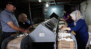 Diyarbakır'da ipek böcekçiliği, bin çiftçiye geçim kaynağı oluyor