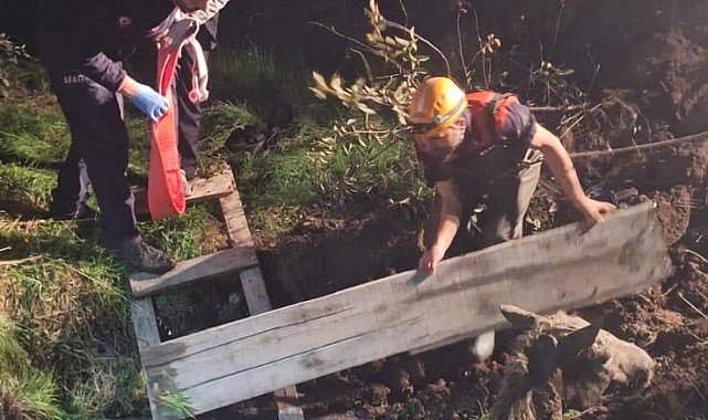 Foseptik çukuruna düşen at AFAD tarafından kurtarıldı