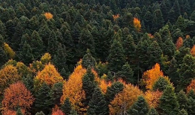 Gölcük Tabiat Parkı'nda sonbahar güzelliği