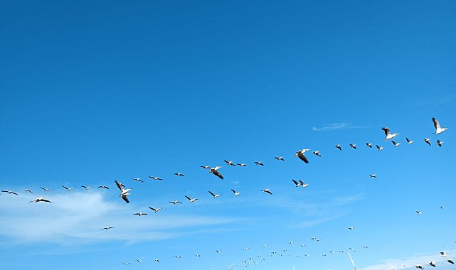 Hatay'da ak pelikanların geçişi seyirlik manzara oluşturdu