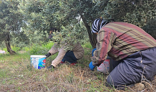 Hatay'da aromasıyla ünlü halhalı zeytininde hasat zamanı