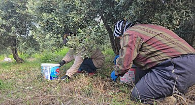 Hatay'da aromasıyla ünlü halhalı zeytininde hasat zamanı