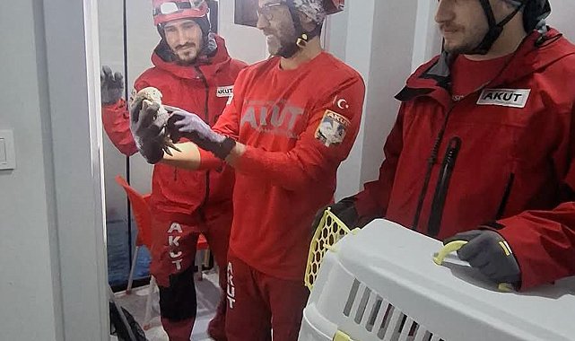 Havalandırma boşluğunda mahsur kalan baykuşu, AKUT kurtardı