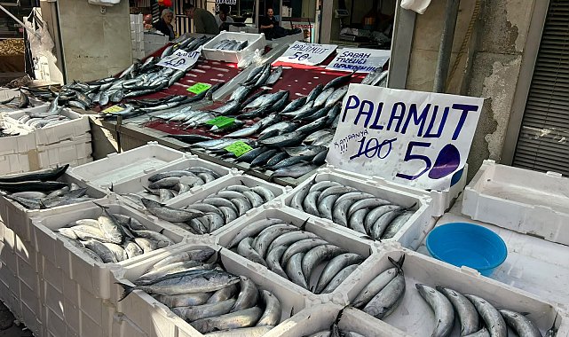 İnebolu'da palamudun tanesi 40 liraya kadar düştü