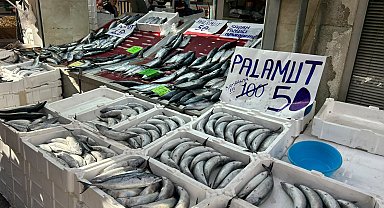 İnebolu'da palamudun tanesi 40 liraya kadar düştü