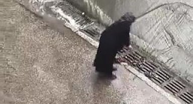 İstanbul'da taşkın oluşmaması için bastonu ile mazgaldaki yaprakları temizledi