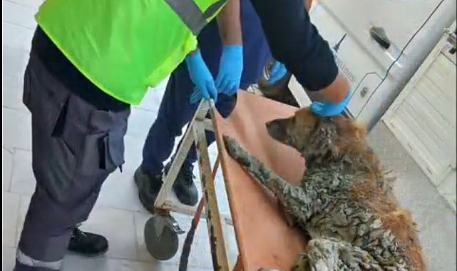 İzmir'de çamur depolama alanından kurtarılan köpeğe Şanslı adı verildi
