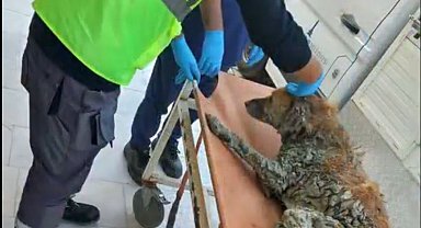İzmir'de çamur depolama alanından kurtarılan köpeğe Şanslı adı verildi