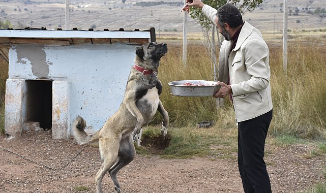 Kangal köpeklerini kışa 'yüksek protein' ile hazırlıyorlar
