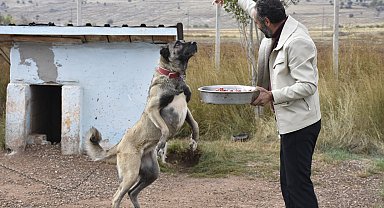 Kangal köpeklerini kışa 'yüksek protein' ile hazırlıyorlar