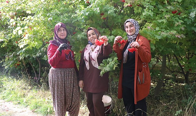 Kayseri'de 'kırmızı altın' gilaburunun hasadı başladı