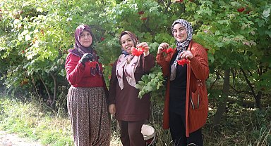Kayseri'de 'kırmızı altın' gilaburunun hasadı başladı