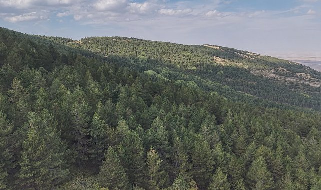 Konya, orman varlığında 6'ncı sırada