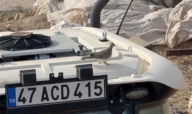 Kumrunun yuva yaptığı traktörünü 33 gün sonra yeniden çalıştırdı