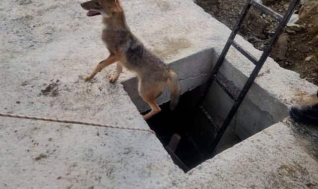 Kuyuya düşen yavru tilki kurtarıldı