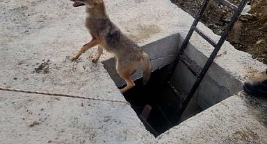 Kuyuya düşen yavru tilki kurtarıldı