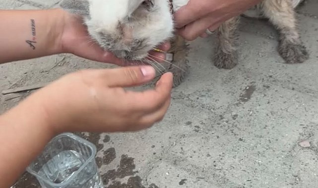 Maltepe'de enkaz altında kalan kedi saatler sonra canlı çıkarıldı