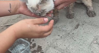 Maltepe'de enkaz altında kalan kedi saatler sonra canlı çıkarıldı