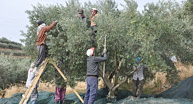 Manisa'da zeytin hasadı eğitimle başladı
