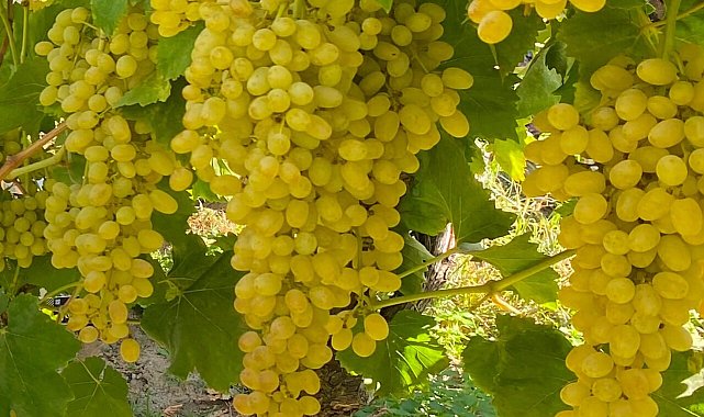 Manisa'dan dünya veri tabanına; iki üzüm çeşidinin genomları çözüldü