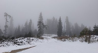 Mantar toplamak için ormana gidenlere kar sürprizi