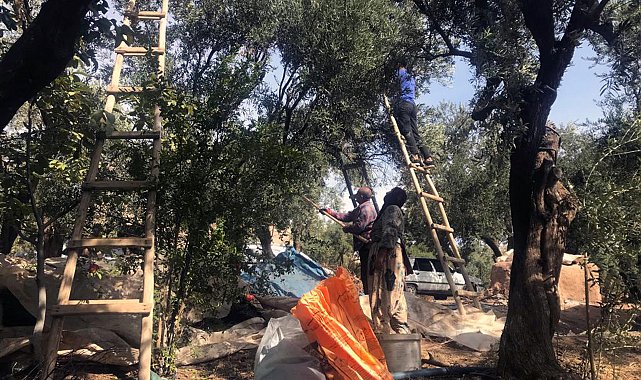 Mardin'in tescilli Derik zeytininde hasat başladı