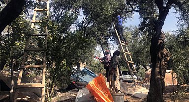 Mardin'in tescilli Derik zeytininde hasat başladı
