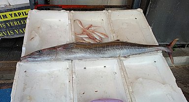 Mersin'de balıkçılar 12 kiloluk ceylan balığı yakaladı