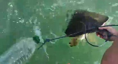 Milas'ta pet şişe bağlanmış caretta carettayı denize açılıp kurtardılar