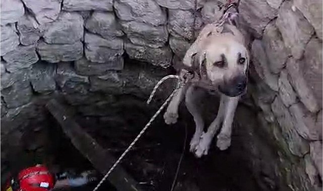 Nevşehir'de kuyuya düşen 2 köpek kurtarıldı