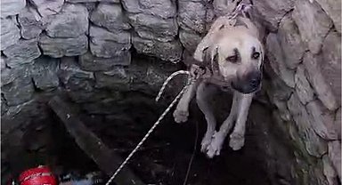 Nevşehir'de kuyuya düşen 2 köpek kurtarıldı