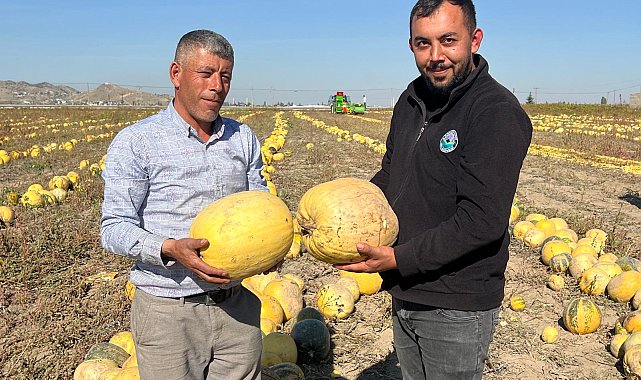 Nevşehir'de tescilli çerezlik çekirdek elde edilen kabakta hasat zamanı