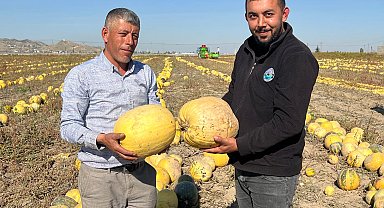Nevşehir'de tescilli çerezlik çekirdek elde edilen kabakta hasat zamanı